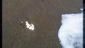 Saving Sea Turtle Eggs