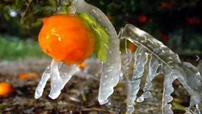 Freezing Weather Is Not As Bad As Last Year