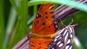 Ibis Golf & Country Club | Discover Nature At Its Best | Palm Beach Gardens Homes For Sale
