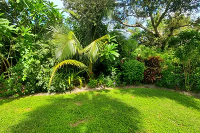 HOLLY BACK YARD