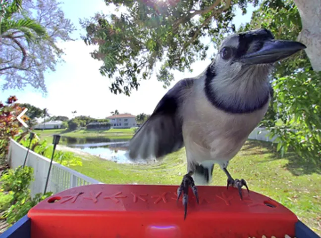 Odd Bird