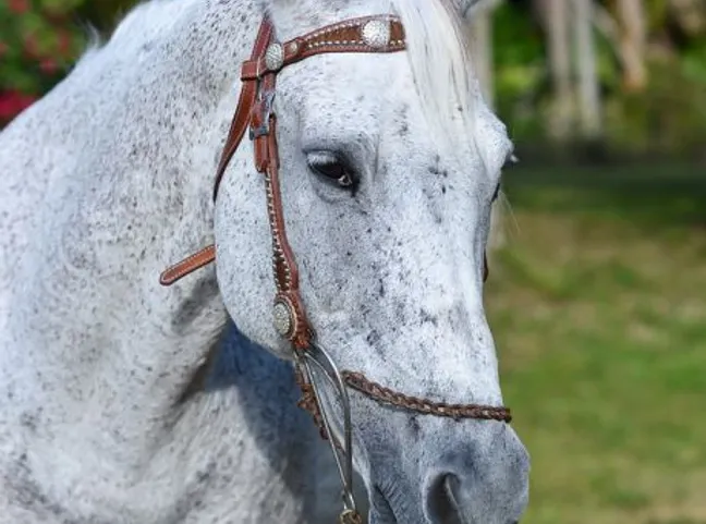 Equestrian Homes & Communities in West Palm Beach