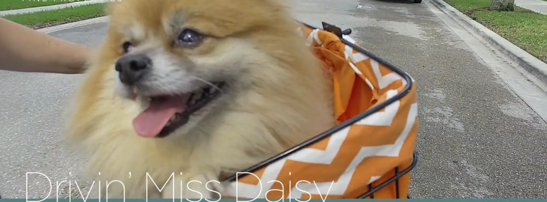 Driving Miss Daisy