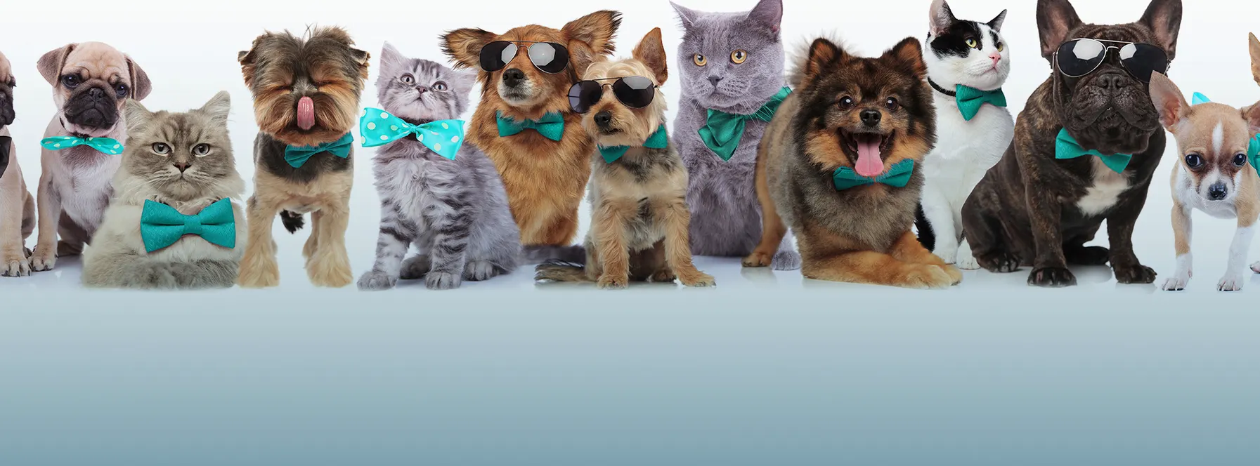 Staging & Selling a Home with Dog & Cat Pets