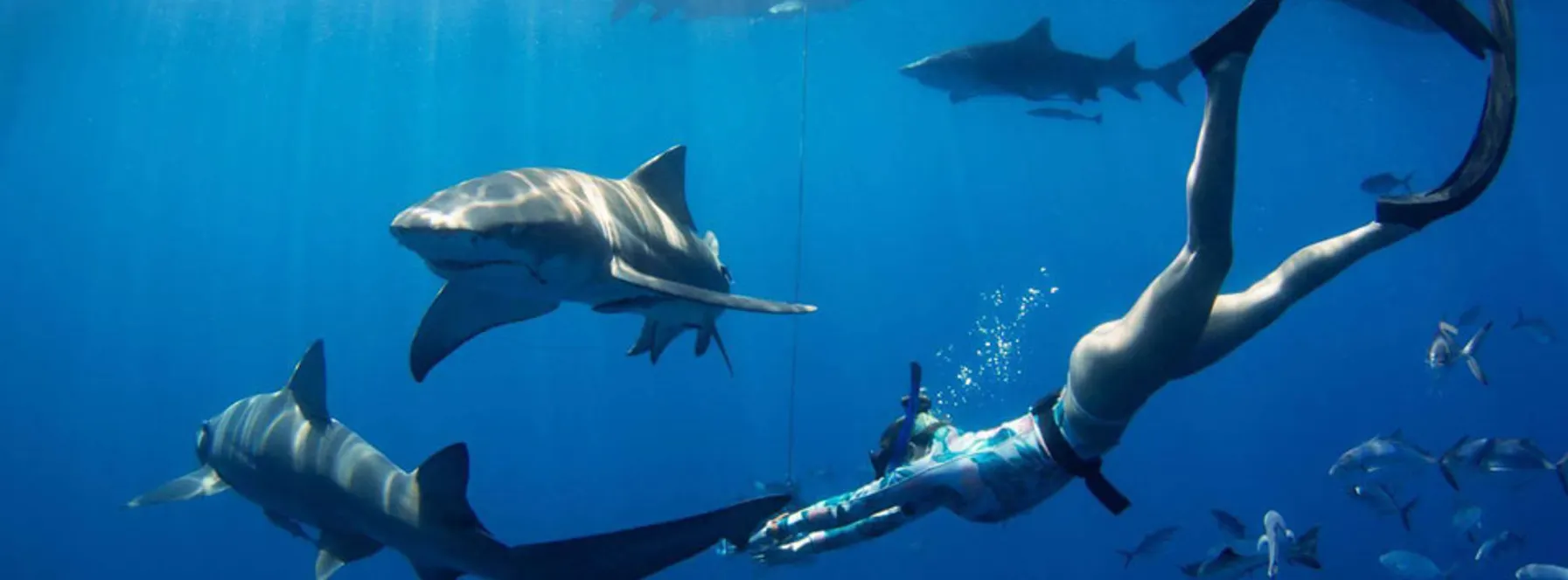 Florida Shark Diving | Echo Escapes