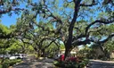 Club house beautiful trees