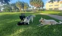 Canine Corner Dog Park