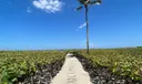 22 Ocean Drive Photo