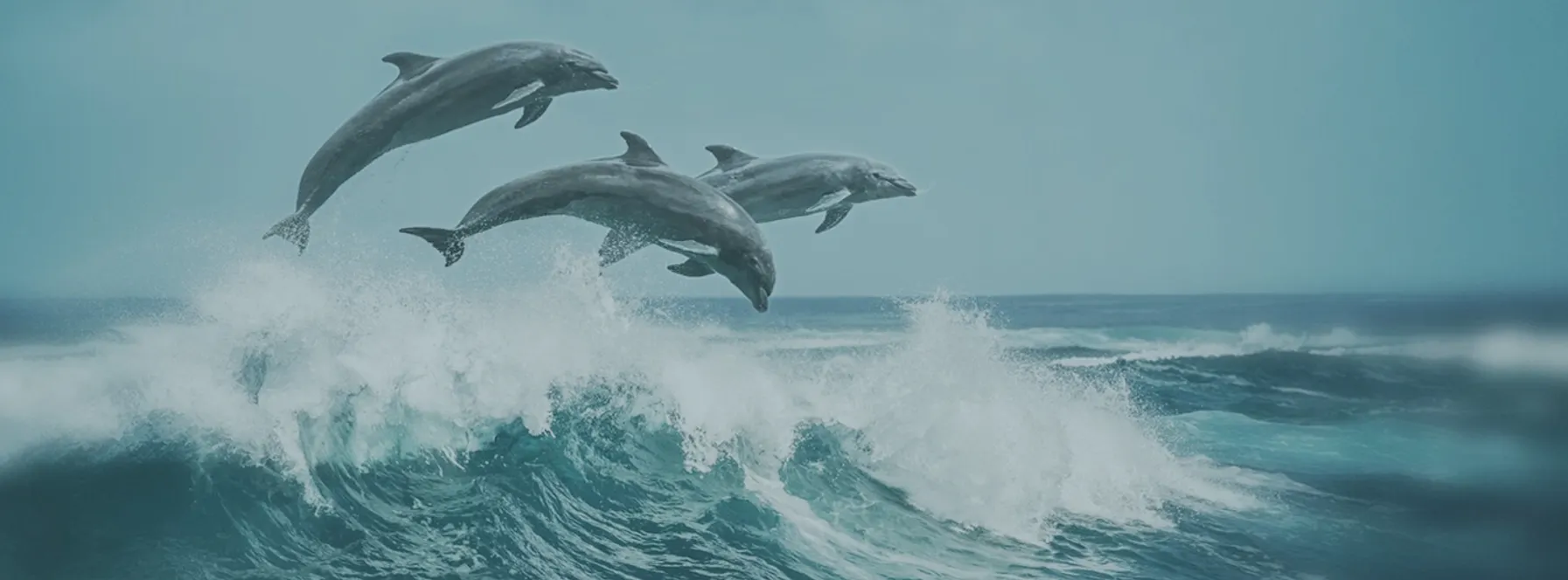 EchoLocation | Community Match Tool