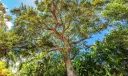 6 Pineapple Lane Photo