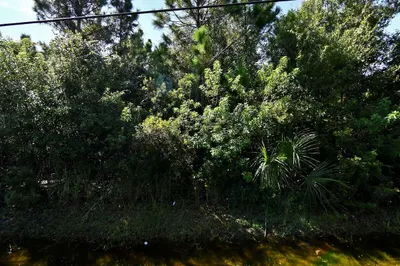 palmetto