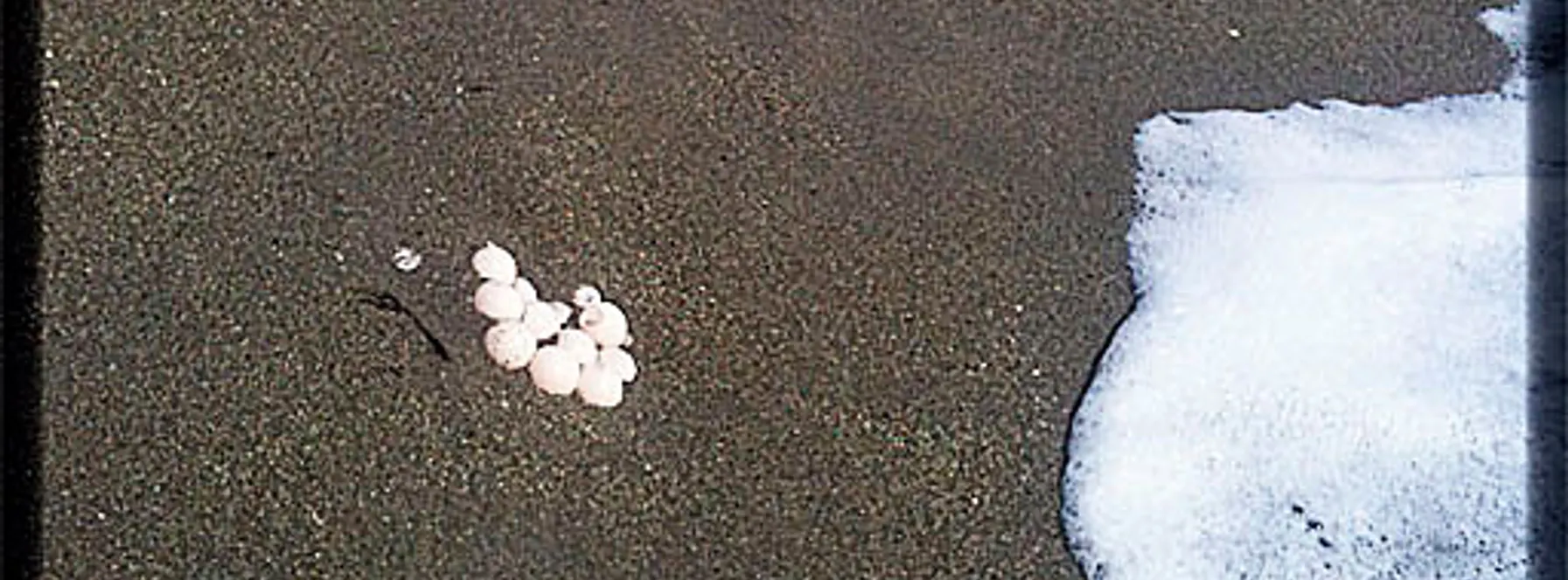 Saving Sea Turtle Eggs