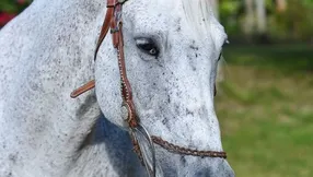 Equestrian Homes & Communities in West Palm Beach