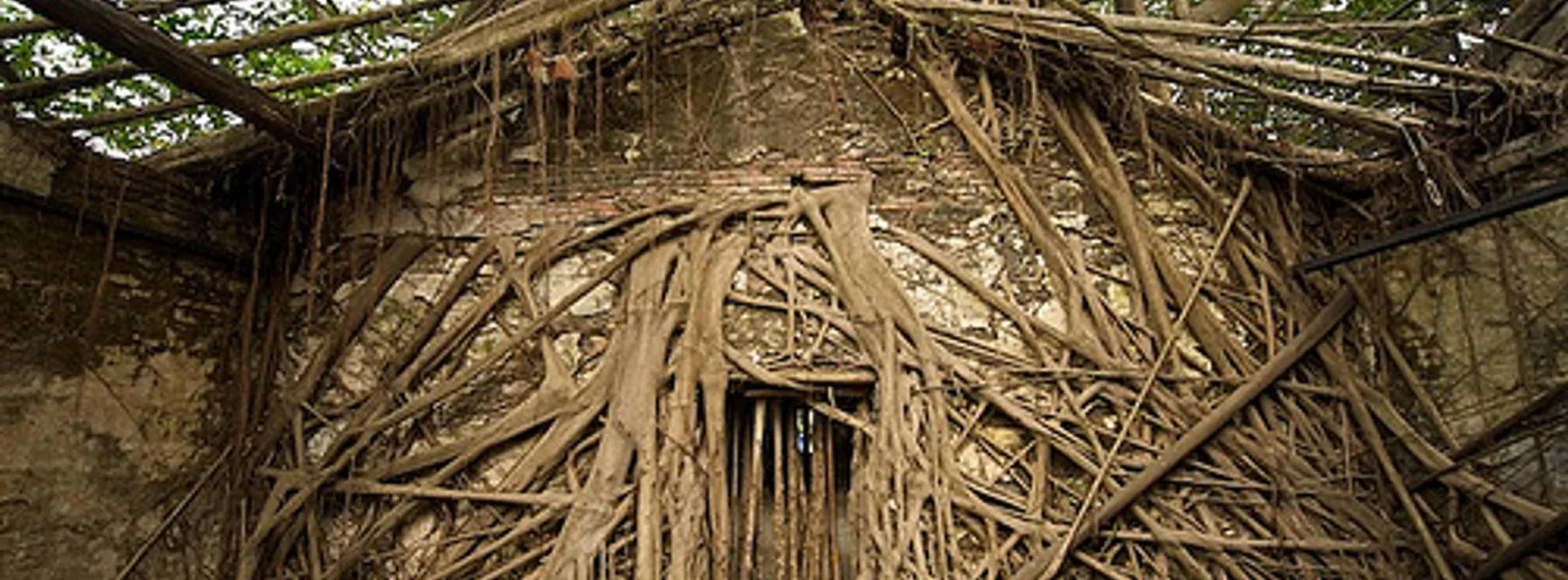 Helping Home Sellers See Their House Through The Trees