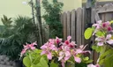 Orchid tree