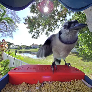 Odd Bird