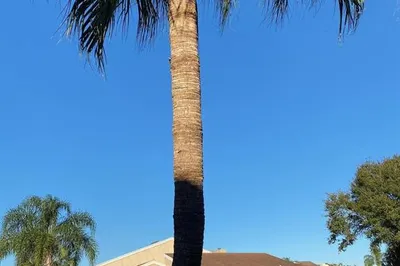 6690 Canary Palm Circle 1