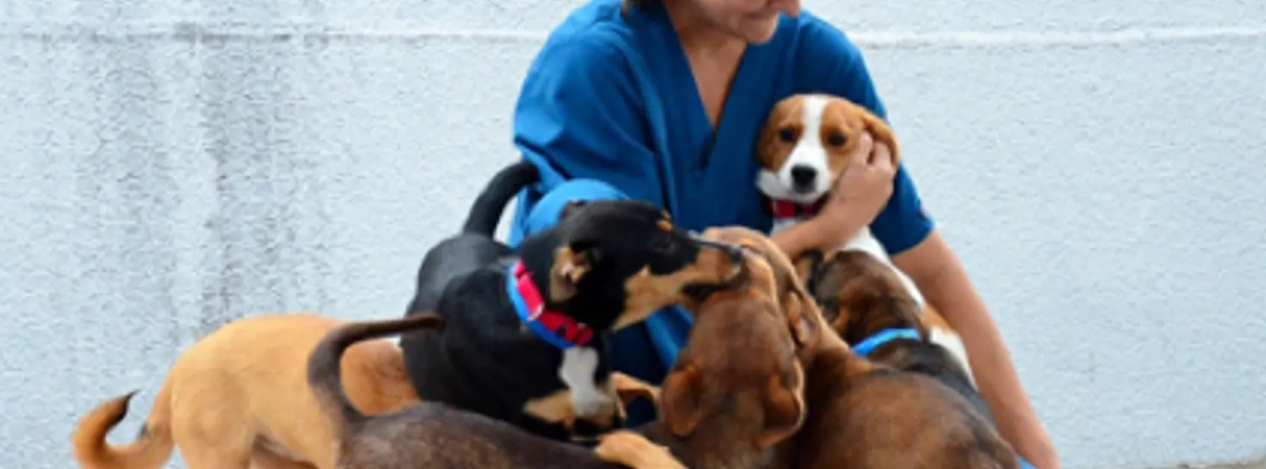 West Palm Beach Spotlight: Peggy Adams Animal Rescue