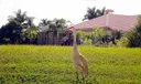 8041 Cranes Pointe Way Photo