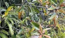 Sw Photo