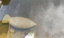 Enjoy Florida's wildlife, don't ride the manatees.