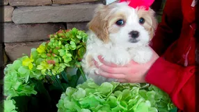 What To Do If My Dog Licks a Toad or Frog in Florida