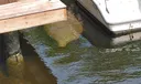 Enjoy Florida's wildlife, don't ride the manatees.