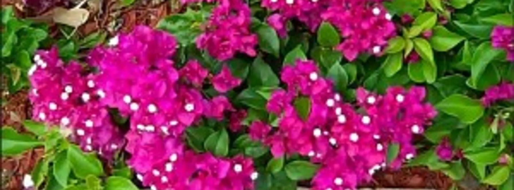 Bougainvillaea Begins To Bloom!