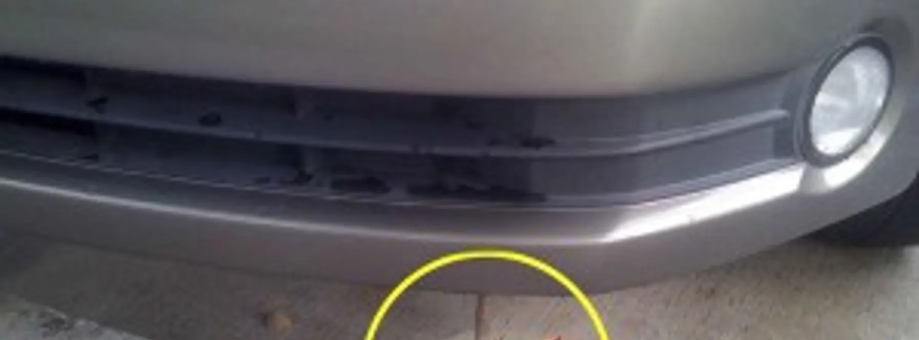 Possums and Raccoons Out & About in the Palm Beaches