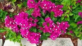 Bougainvillaea Begins To Bloom!