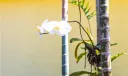 Orchids, ginger and bromeliads add color