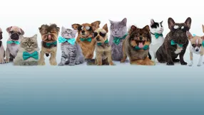 Staging & Selling a Home with Dog & Cat Pets