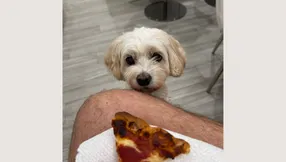 A Dog’s House