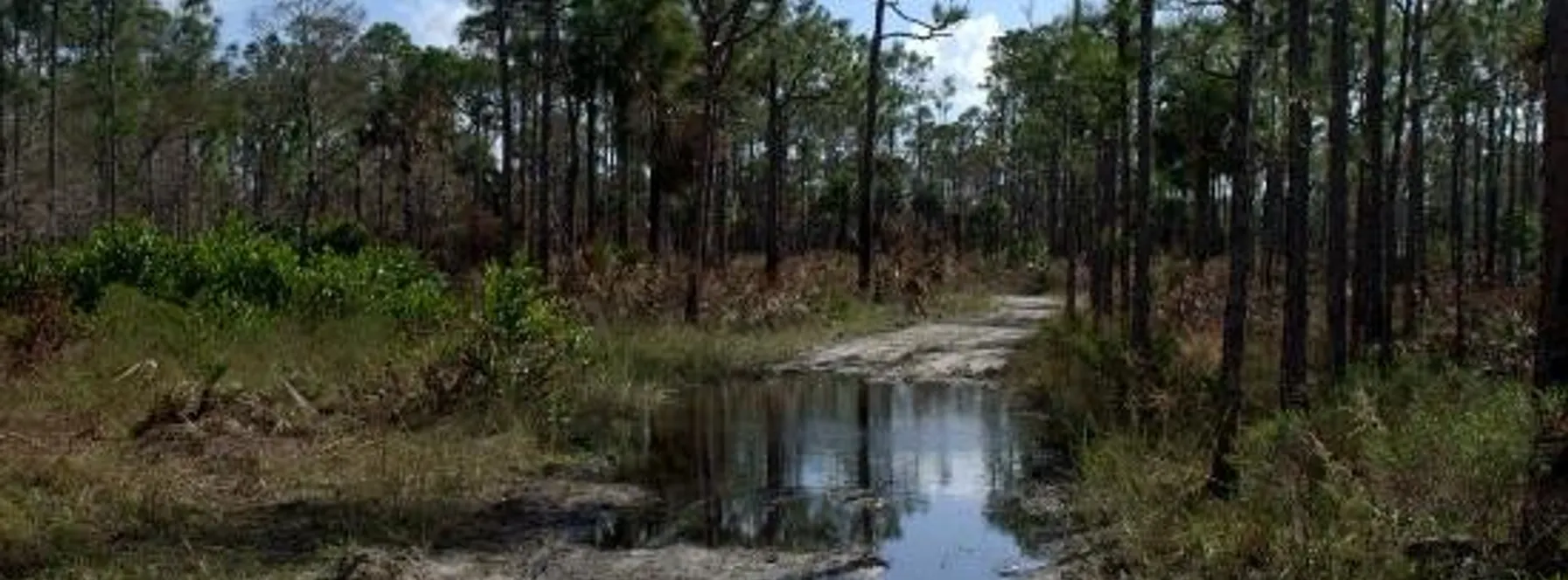 An Unknown Trail Along the Loxahatchee