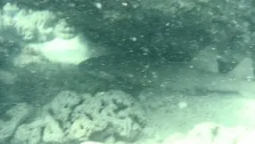 Coral Cove Park | Jupiter Island | Snorkling Adventure