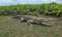 1136 S Ocean Dr #C Photo
