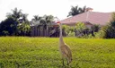 8676 Falcon Green Drive Photo