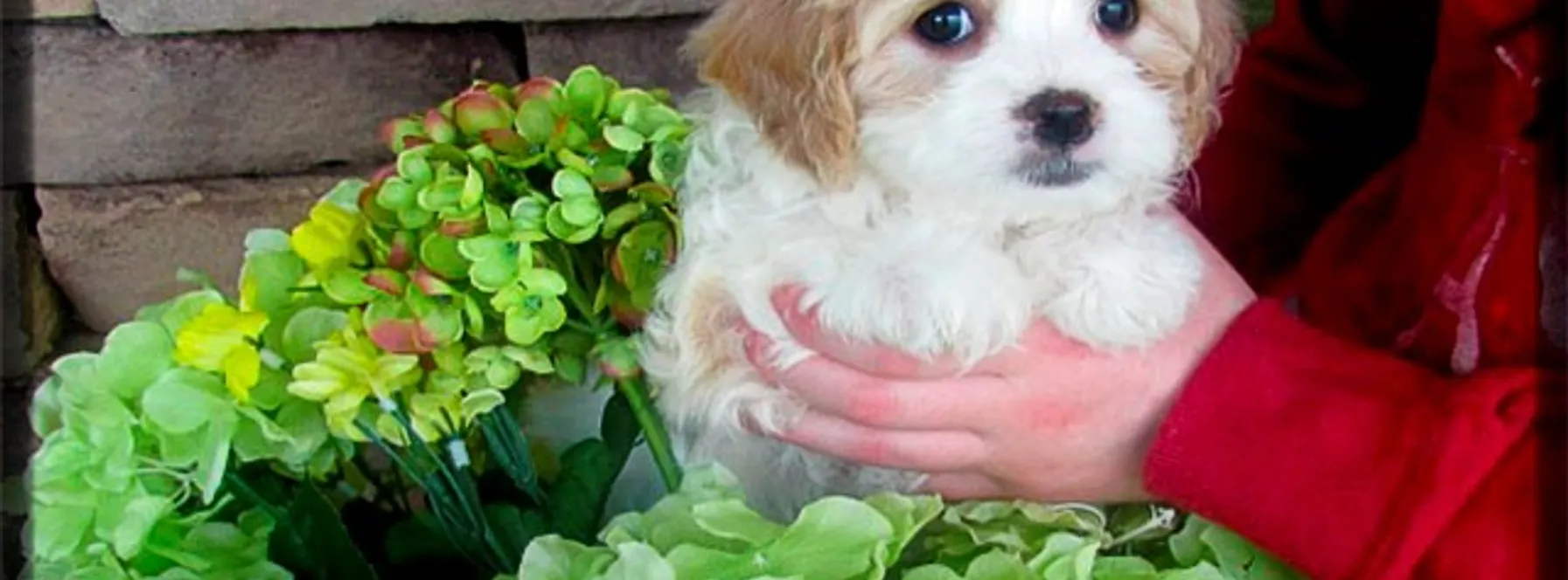 What To Do If My Dog Licks a Toad or Frog in Florida