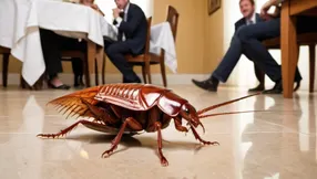 The Palmetto Bug