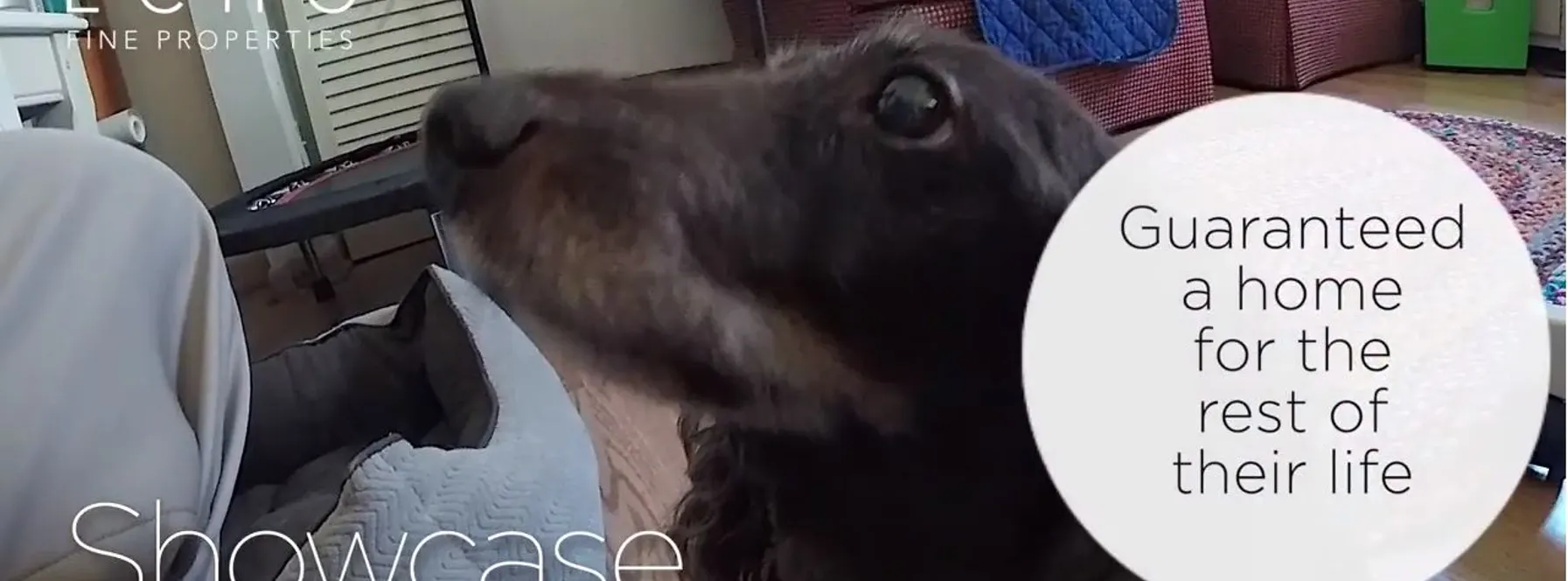 The Pet Cottage in Jupiter – Taking Care of Animals in Need