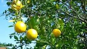 Cold Weather Is Good For Citrus!