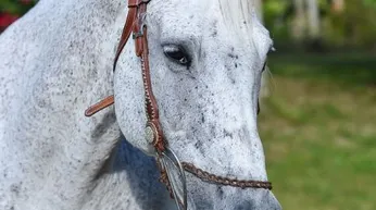 Equestrian Homes & Communities in West Palm Beach