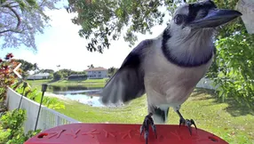Odd Bird