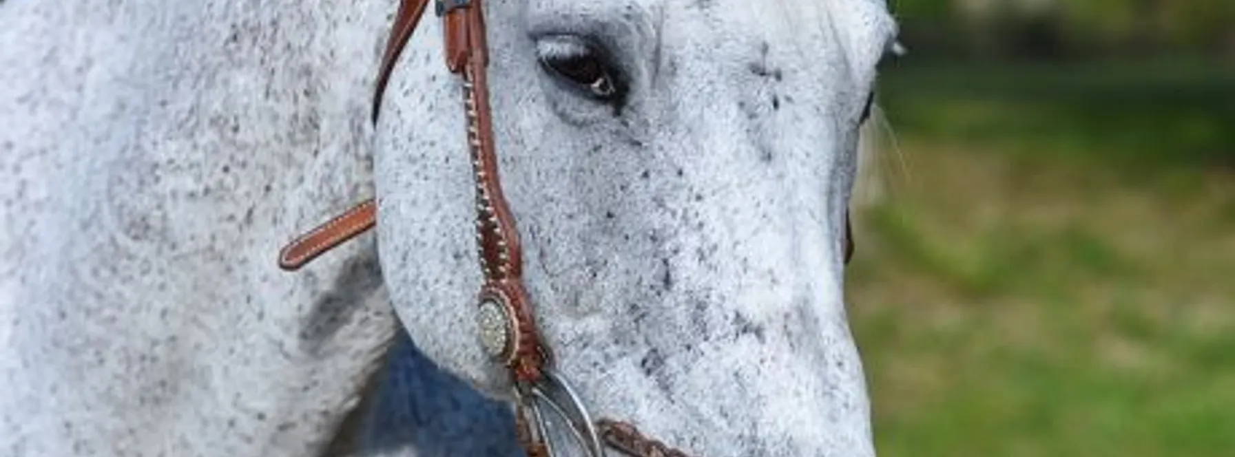 Equestrian Homes & Communities in West Palm Beach