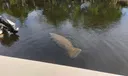 Enjoy Florida's wildlife, don't ride the manatees.