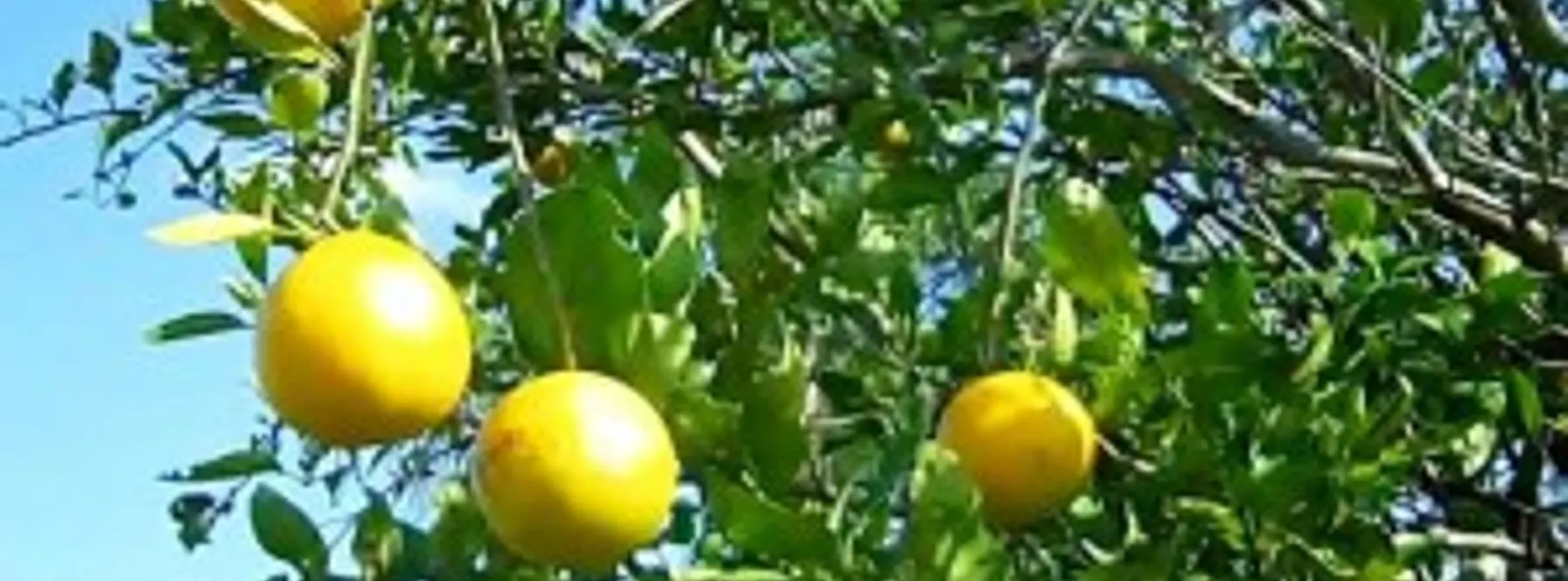 Cold Weather Is Good For Citrus!